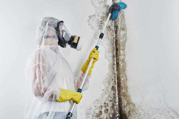 Best Bathroom Mold Remediation in Collinsburg, PA