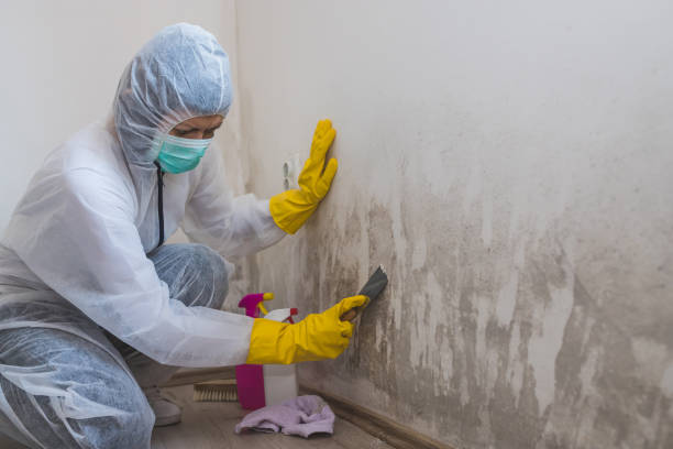 Trusted Collinsburg, PA Mold Remediation Experts