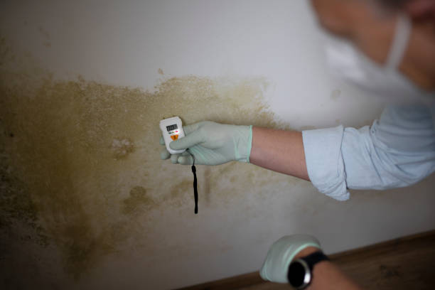 Best Black Mold Remediation in Collinsburg, PA