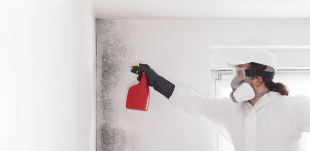Best Post-Flood Mold Remediation in Collinsburg, PA