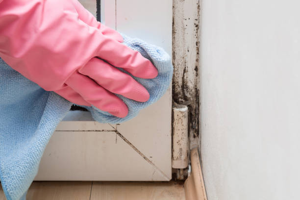 Best HVAC Mold Remediation in Collinsburg, PA
