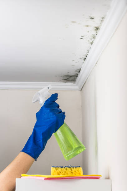 Best Insurance-Related Mold Remediation in Collinsburg, PA