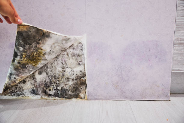 Best DIY Mold Remediation Support Services in Collinsburg, PA